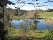 Water Pond